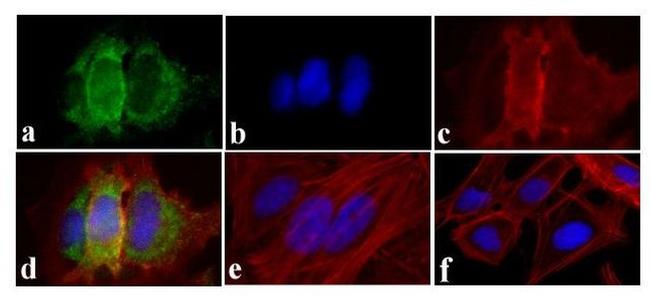 Phospho-EGFR (Tyr845) Antibody