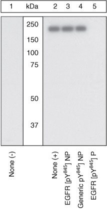 Phospho-EGFR (Tyr845) Antibody in Western Blot (WB)