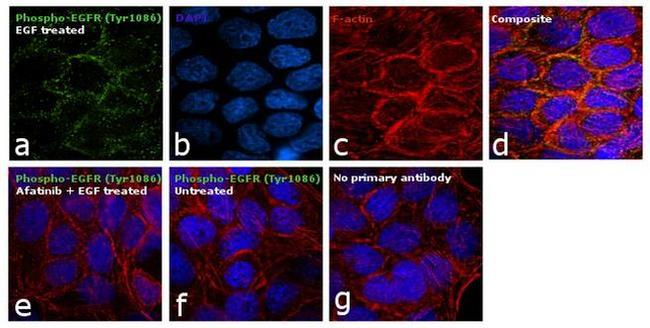 Phospho-EGFR (Tyr1086) Antibody