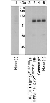 Phospho-IR/IGF1R (Tyr1162, Tyr1163) Antibody in Western Blot (WB)