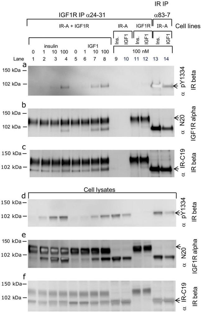 Phospho-INSR (Tyr1334) Antibody in Western Blot (WB)