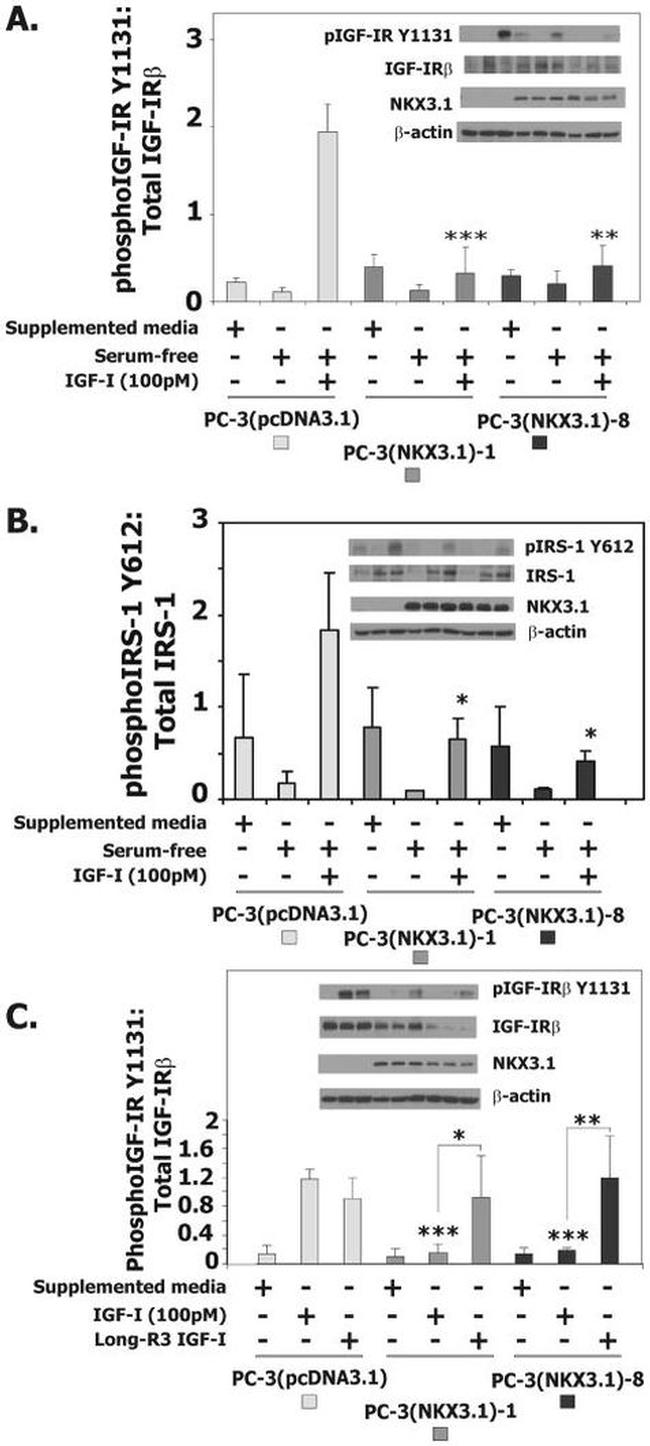 Phospho-IRS1 (Tyr612) Antibody in Western Blot (WB)