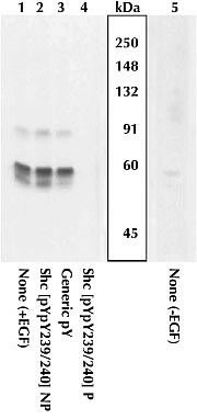 Phospho-SHC (Tyr239, Tyr240) Antibody in Western Blot (WB)