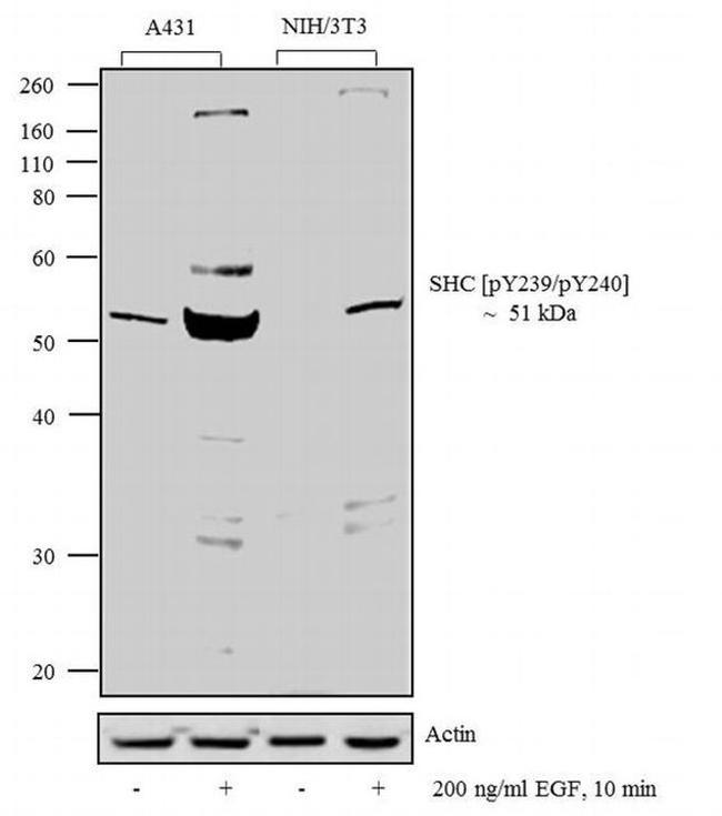 Phospho-SHC (Tyr239, Tyr240) Antibody