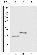 Phospho-PEA15 (Ser116) Antibody in Western Blot (WB)