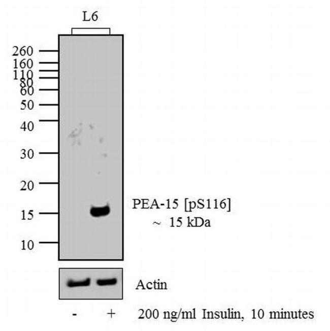 Phospho-PEA15 (Ser116) Antibody in Western Blot (WB)