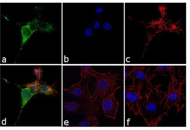 Phospho-Cortactin (Tyr421) Antibody