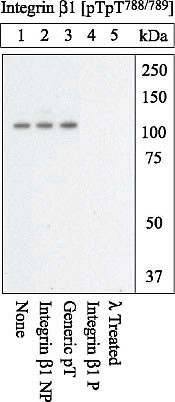 Phospho-ITGB1 (Thr788, Thr789) Antibody in Western Blot (WB)