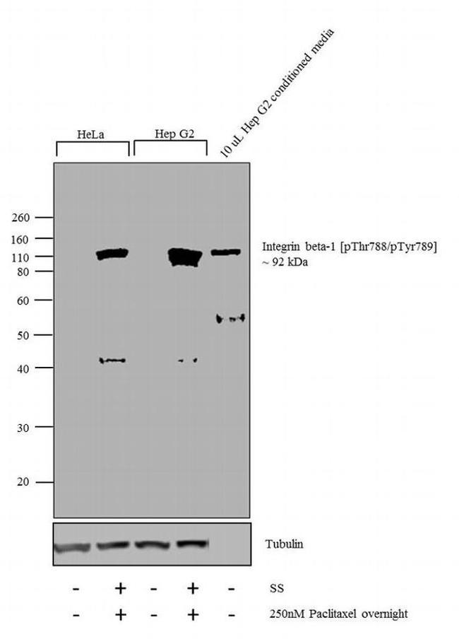 Phospho-ITGB1 (Thr788, Thr789) Antibody in Western Blot (WB)