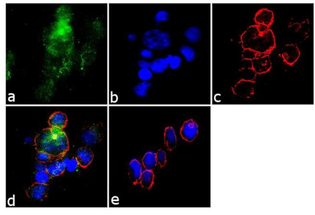 Phospho-CD61 (Tyr773) Antibody in Immunocytochemistry (ICC/IF)