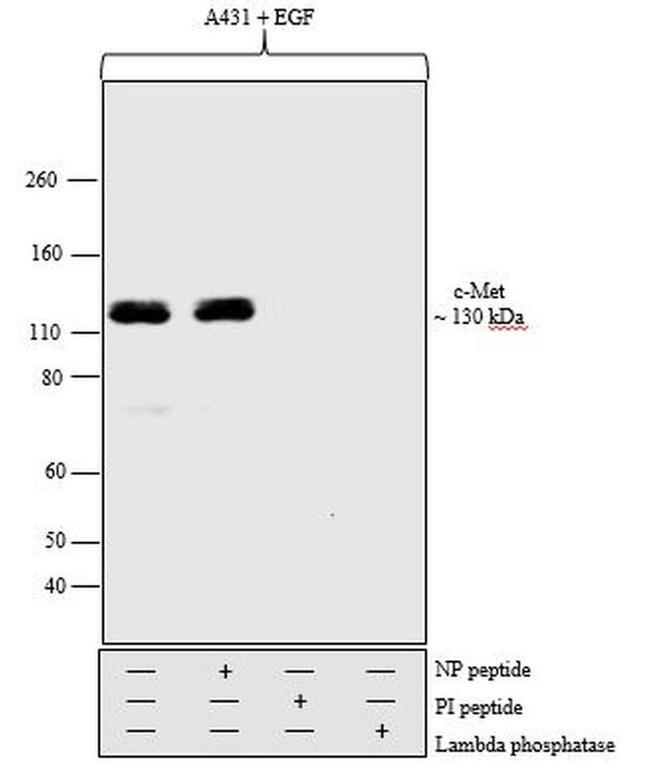 Phospho-c-Met (Tyr1234, Tyr1235) Antibody in Western Blot (WB)