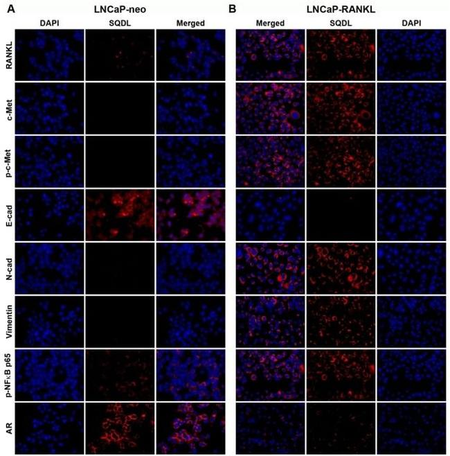 Phospho-c-Met (Tyr1230, Tyr1234, Tyr1235) Antibody in Immunohistochemistry (IHC)