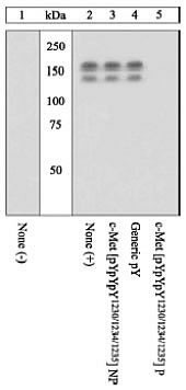 Phospho-c-Met (Tyr1230, Tyr1234, Tyr1235) Antibody in Western Blot (WB)