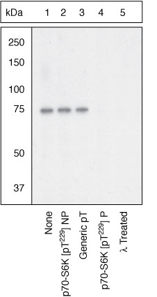 Phospho-p70 S6 Kinase (Thr229) Antibody in Western Blot (WB)