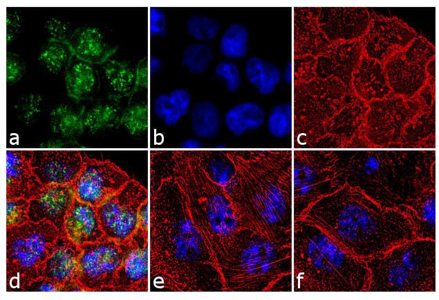 Phospho-p70 S6 Kinase (Thr229) Antibody in Immunocytochemistry (ICC/IF)