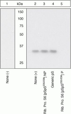 Phospho-S6 (Ser235, Ser236) Antibody in Western Blot (WB)