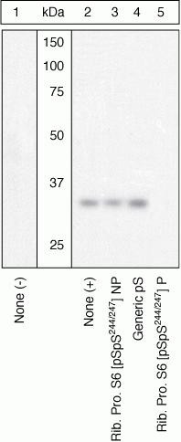 Phospho-S6 (Ser244, Ser247) Antibody in Western Blot (WB)