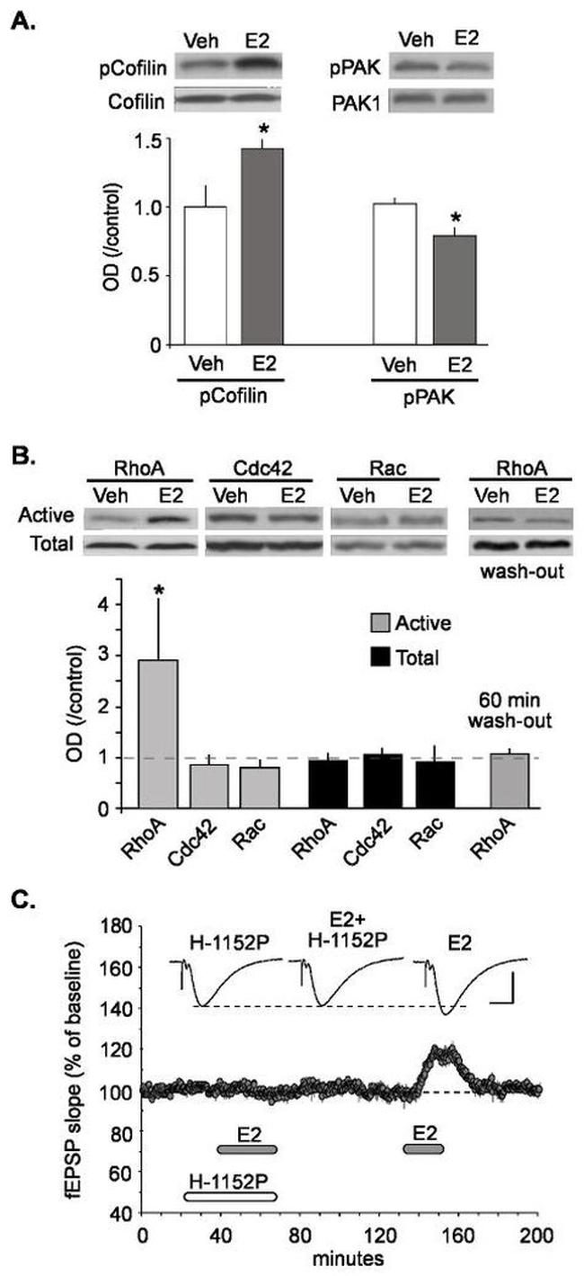 Phospho-PAK1/2/3 (Ser141) Antibody in Western Blot (WB)