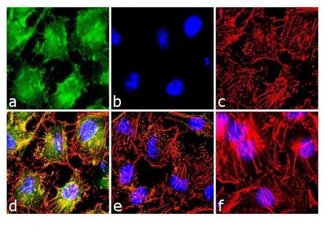 Phospho-NFATC2 (Ser54) Antibody