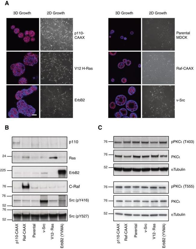 Phospho-PKC lambda/iota (Thr557, Thr564) Antibody in Western Blot (WB)