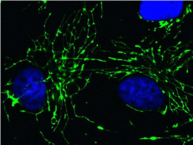 Cyclophilin F Antibody in Immunocytochemistry (ICC/IF)