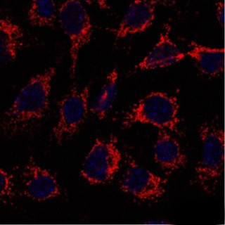 Cyclophilin F Antibody in Immunocytochemistry (ICC/IF)