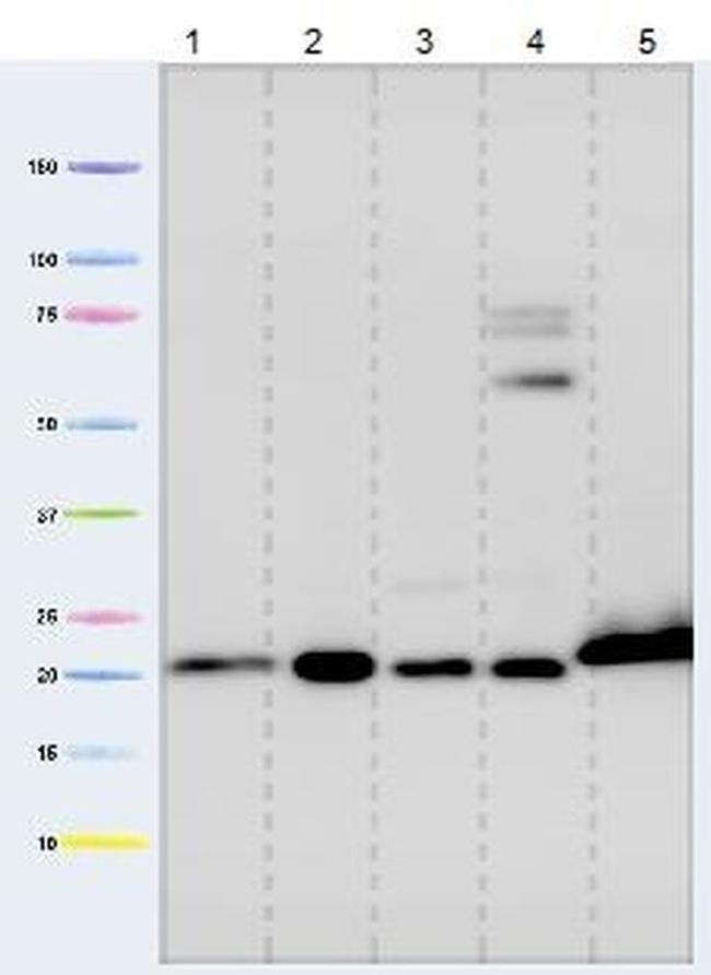 Cyclophilin F Antibody in Western Blot (WB)