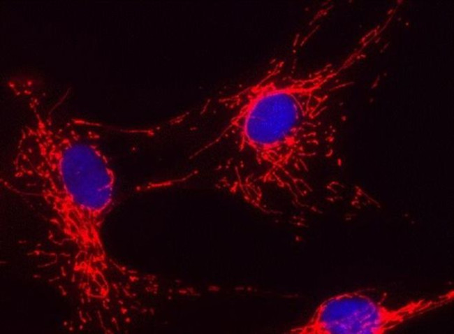 Cytochrome C Antibody in Immunocytochemistry (ICC/IF)