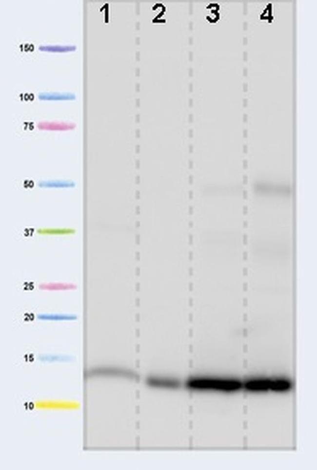 Cytochrome C Antibody in Western Blot (WB)