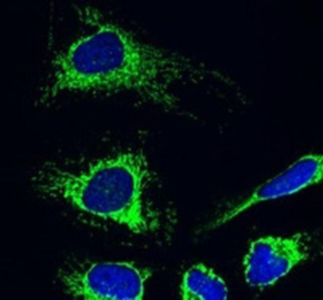 AIF Antibody in Immunocytochemistry (ICC/IF)