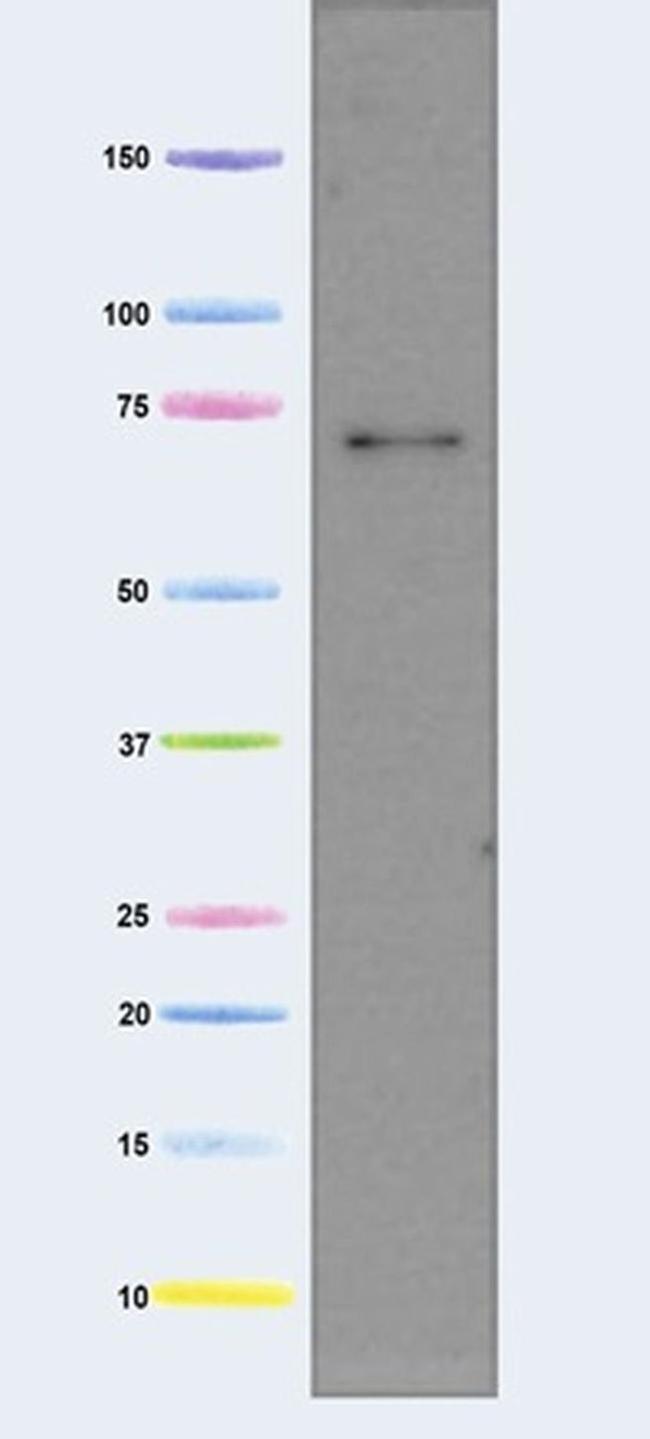 AIF Antibody in Western Blot (WB)