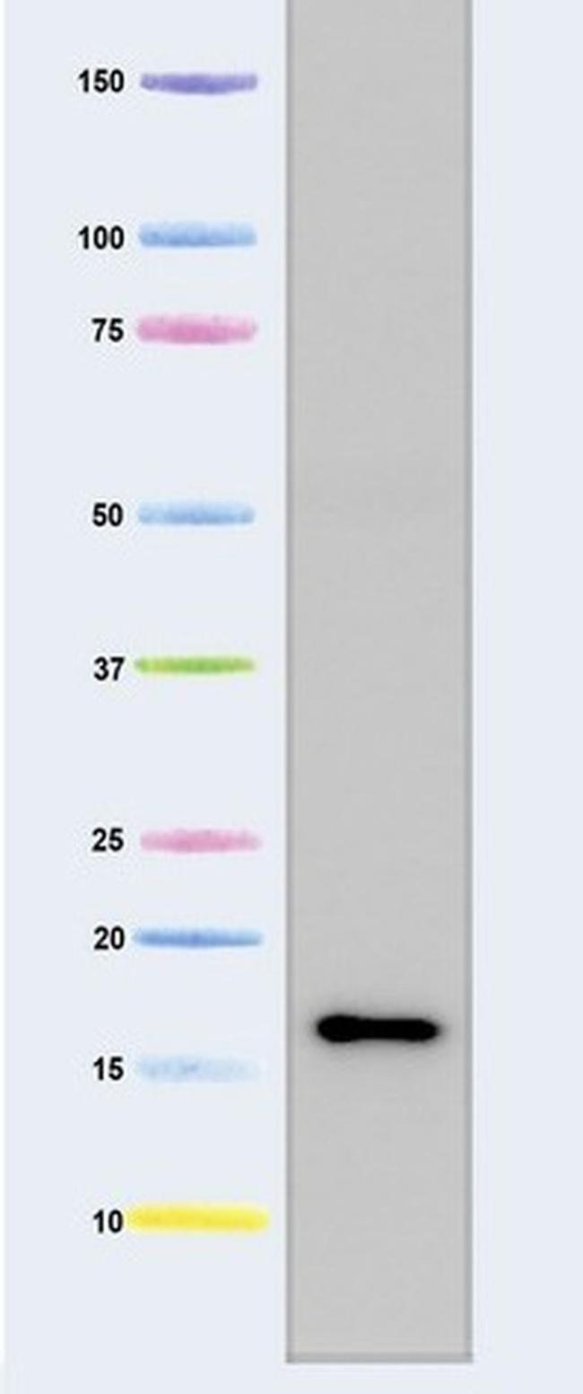 FXN Antibody in Western Blot (WB)