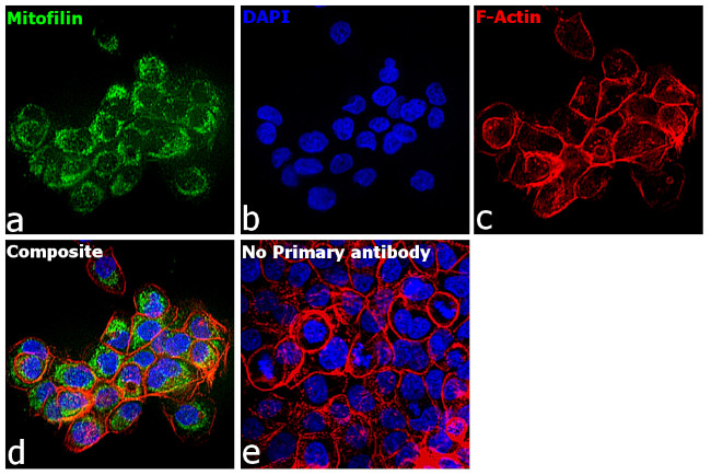 Mitofilin Antibody in Immunocytochemistry (ICC/IF)