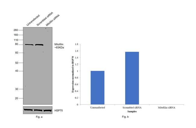 Mitofilin Antibody in Western Blot (WB)