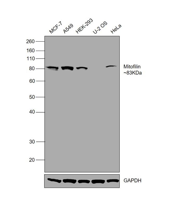 Mitofilin Antibody in Western Blot (WB)