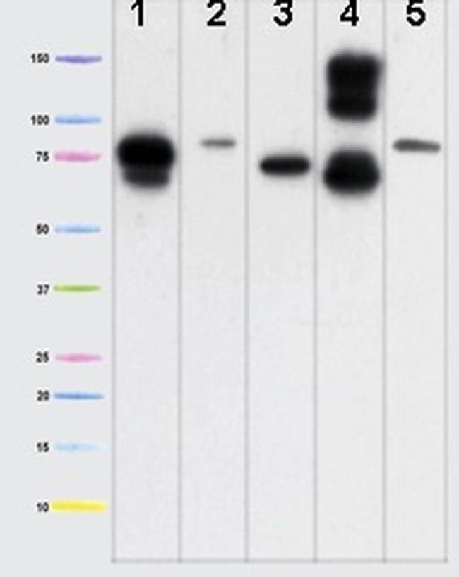 Mitofilin Antibody in Western Blot (WB)