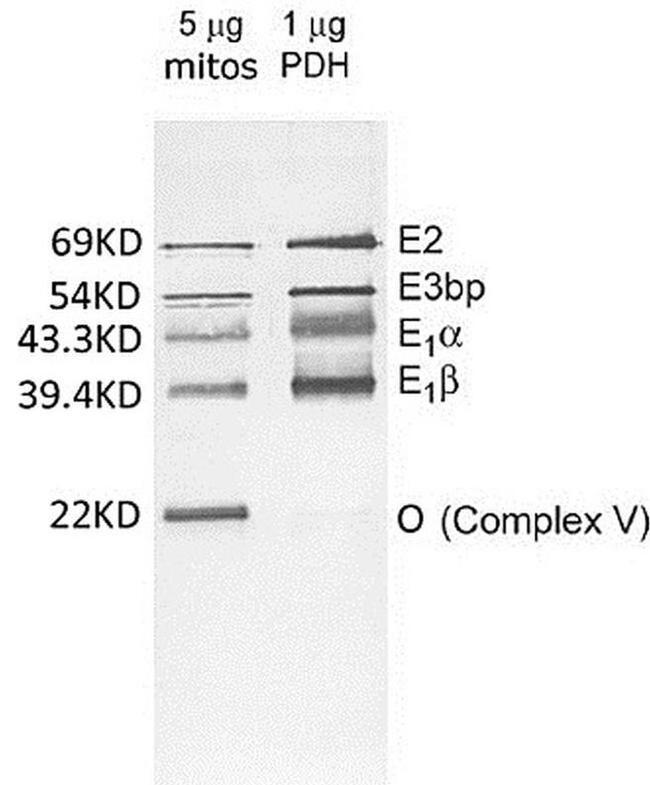 PDH Antibody in Western Blot (WB)