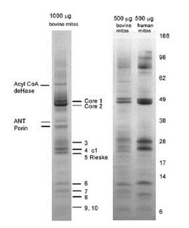 Complex III Antibody in Immunoprecipitation (IP)