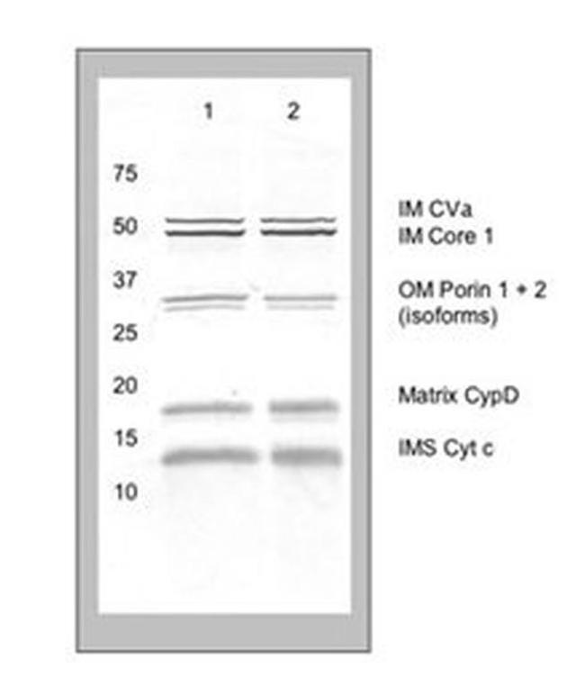Mitochondria Membrane Integrity Antibody in Western Blot (WB)