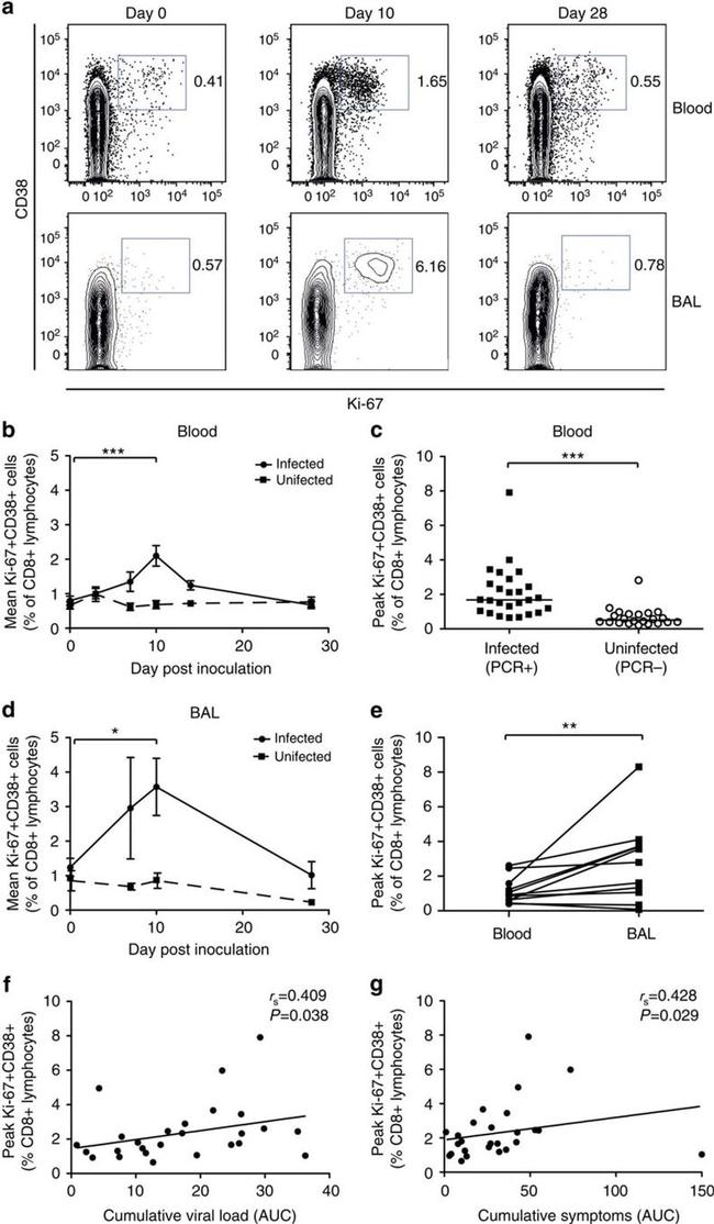 CD8a Antibody in Flow Cytometry (Flow)