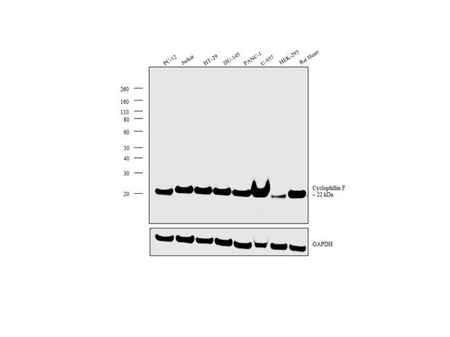 Cyclophilin F Antibody in Western Blot (WB)