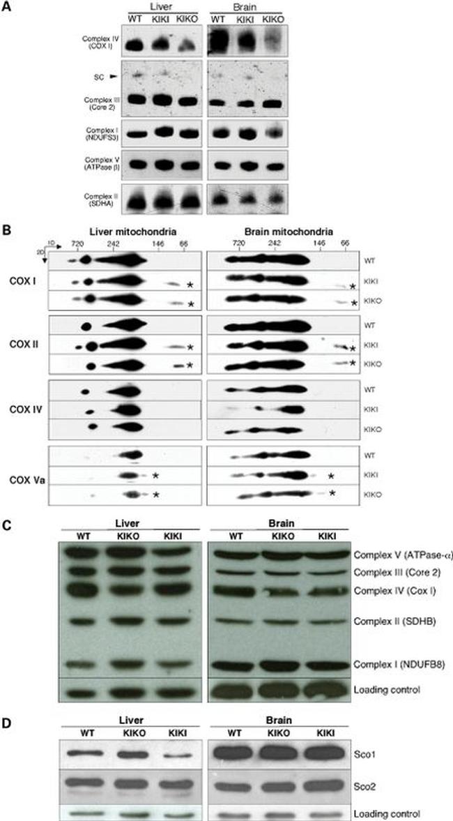 Cytochrome C Antibody in Western Blot (WB)