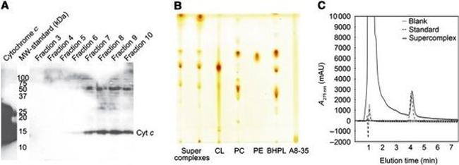 Cytochrome C Antibody in Western Blot (WB)