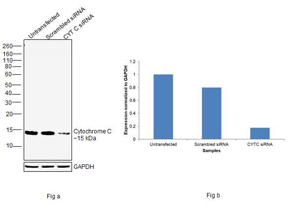 Cytochrome C Antibody