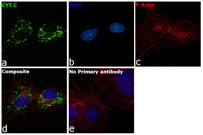 Cytochrome C Antibody in Immunocytochemistry (ICC/IF)