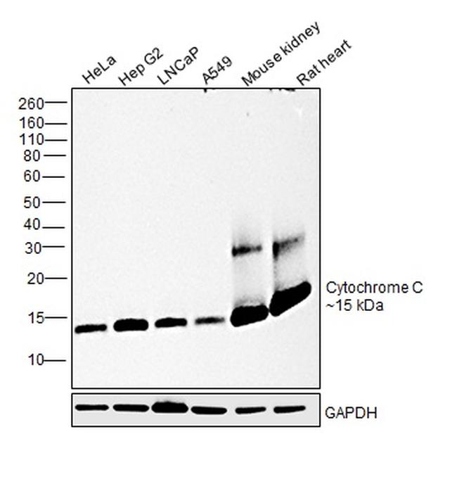 Cytochrome C Antibody in Western Blot (WB)