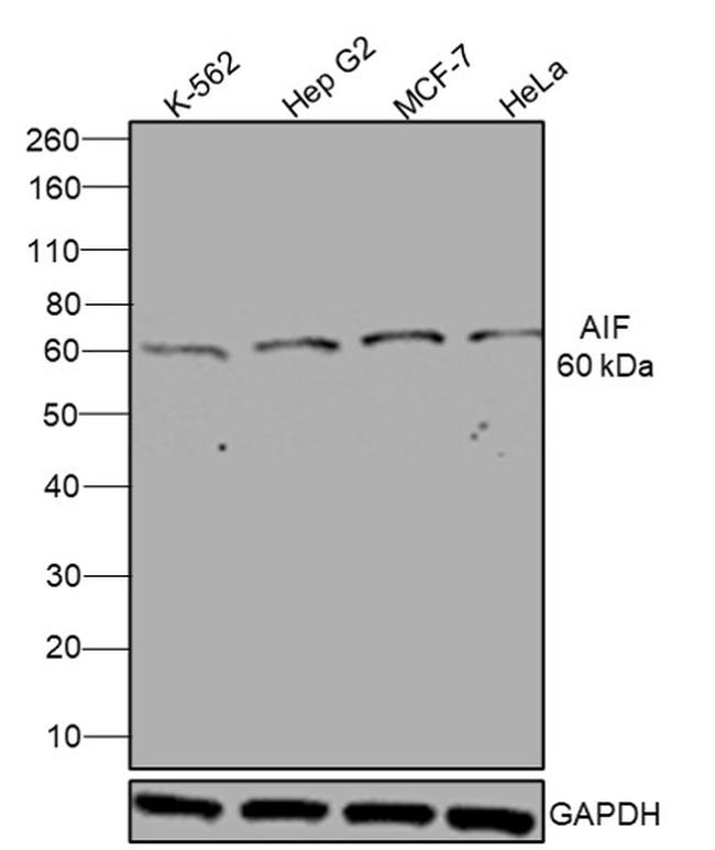 AIF Antibody in Western Blot (WB)