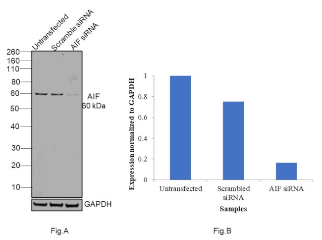 AIF Antibody