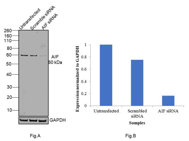 AIF Antibody in Western Blot (WB)