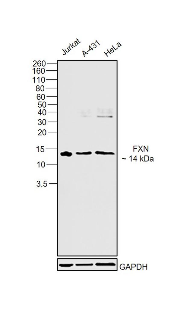 FXN Antibody in Western Blot (WB)